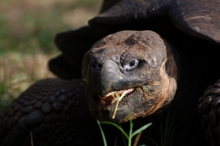 Looking like he has been here as long as the islands, a Giant Galapagos Tortoise