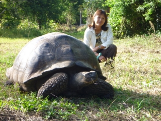 Behold the mighty tortoise. This big and slow, it's a wonder any of them survived the depredations of a century of sailors and colonists