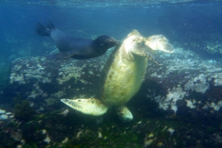 Although the little sealion that joined in didn't mind giving the turtles a nudge