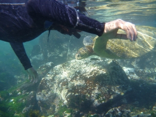 We encountered turtles just about as close as you can get without touching