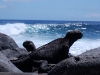 There was some cracking surf, and apparently the iguanas (or was it the sealions) like to go surfing in it