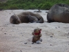 We end our final day on the beach, chilling out with the sealions again