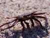 Alien (sally lightfoot crab)