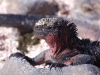 Intolerant (marine iguana)
