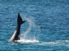 Whale tail