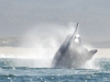 Whale breaching