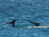 Whale tails