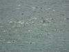 Dolphin pod