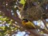 Weaver