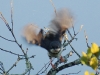 Bar throated apalis
