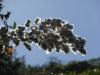 Fluffy plants