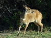 Bushbuck