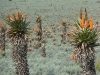 Flowering aloes