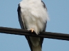 Yeti bird