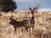 Mountain Zebras