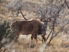 Kudu