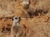 Meerkat and squirrel