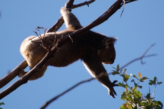 Tut. This koala is clearly not wearing a safety harness while harvesting leaves. Did I mention we saw koalas today?