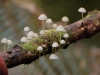 In the damp parts it actually remains rainforest and the autumn had brought out a myriad of fungi
