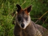 At Port Fairy we found remarkably placid Black Wallabies, including this old soldier