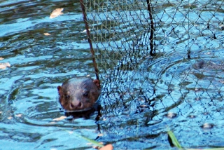 Close-up of our hairy-nosed otter; notice the nose isn't black and shine like other otters