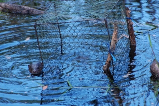 The hairy-nosed otter, milliseconds before he dived under and was never seen again