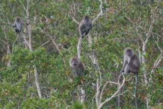 Long-tail macaques stare suspiciously at the humans in the tent in the swamp in the rain, wondering why they're here