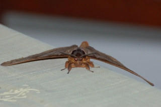The rare and huge trouser-leg moth, which lives on leg hairs