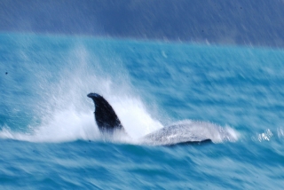 Splash goes the humpback whale, who seemed to be just enjoying himself in the sunny water. Kids, eh?