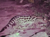 BGenet