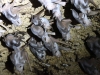 Bats1