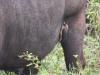 BuffaloPecker