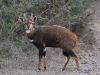 Bushbuck