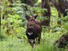 Bushbuck2
