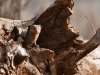 DwarfMongoose