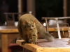 Galago