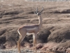 Gerenuk