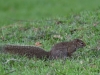 OBSquirrel