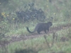 SlenderMongoose