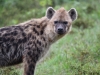 SpottedHyena