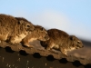YSBushHyrax2