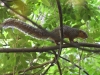 ZSSquirrel