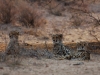 Cheetahs