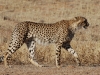 Cheetah hunting