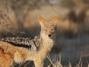 Black-backed jackal