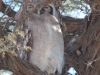 Verreaux's eagle owl