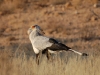 Secretary bird