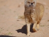 Yellow mongoose
