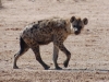 Spotted hyena
