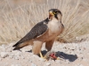 Lanner falcon